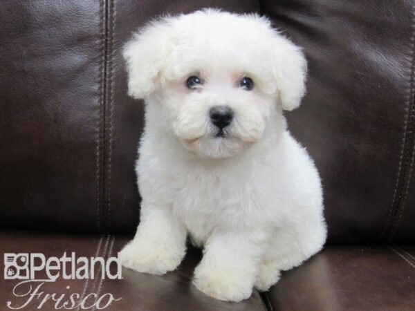 Bichon Frise-DOG-Male-WHITE-26500-Petland Frisco & Mckinney, Texas