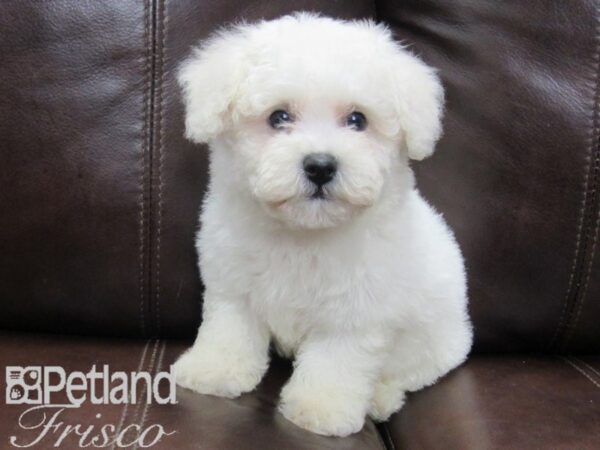 Bichon Frise DOG Male WHITE 26500 Petland Frisco, Texas