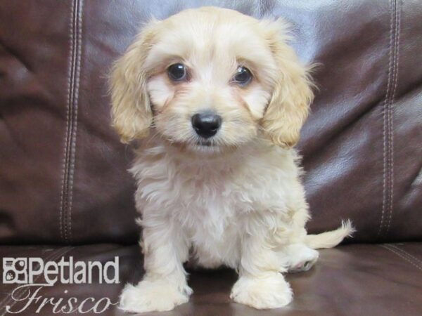 Cava Chon-DOG-Male-BLENHEIM-26502-Petland Frisco, Texas