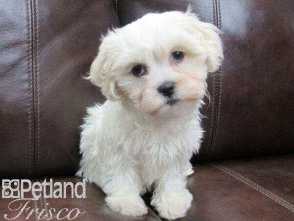 Mal Chon DOG Female CREAM WHITE 26503 Petland Frisco, Texas