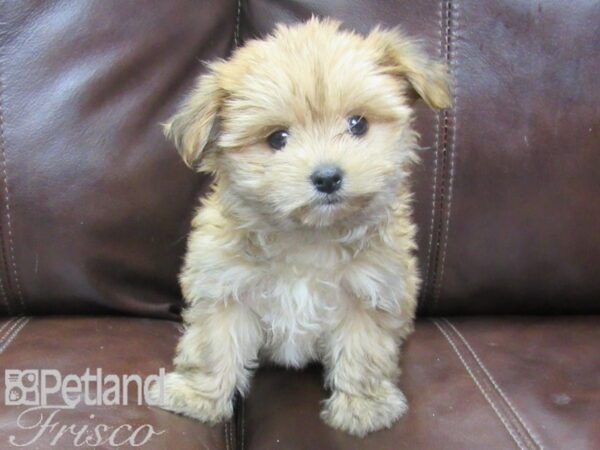 Morkie DOG Female BEIGE 26504 Petland Frisco, Texas