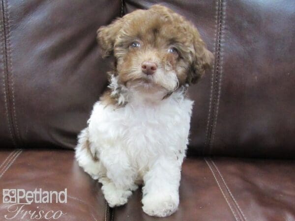 Miniature Poodle DOG Male Brown & White 26505 Petland Frisco, Texas