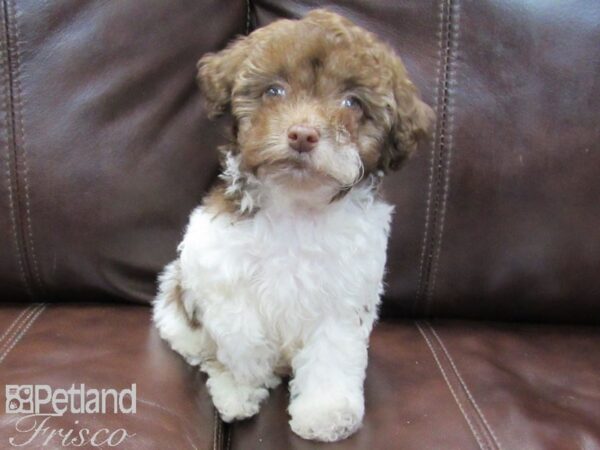 Miniature Poodle-DOG-Male-Brown & White-26505-Petland Frisco & Mckinney, Texas