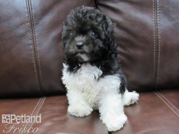 Miniature Poodle DOG Female Black & White 26506 Petland Frisco, Texas