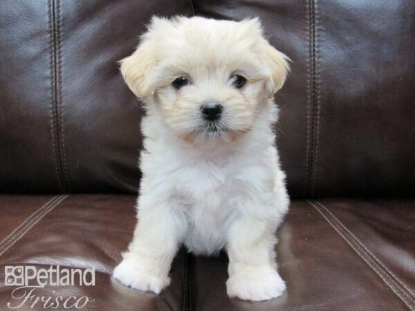 Maltese/Pekingese-DOG-Female-Cream-26507-Petland Frisco, Texas