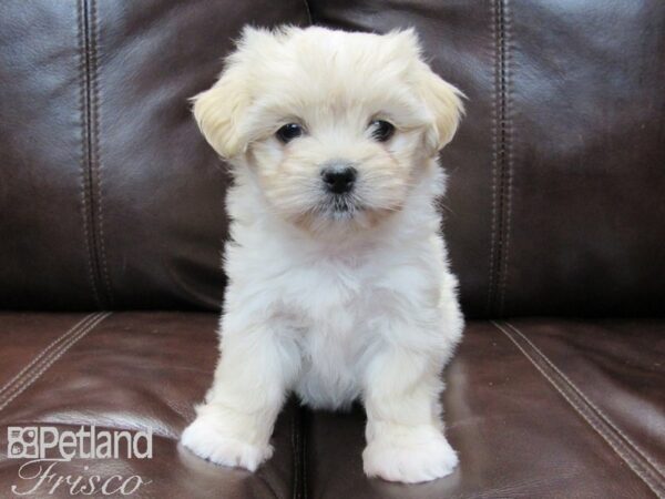 Maltese/Pekingese DOG Female Cream 26507 Petland Frisco, Texas