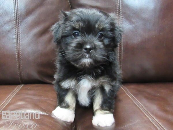 Maltese/Pekingese-DOG-Male-Tri-26508-Petland Frisco, Texas