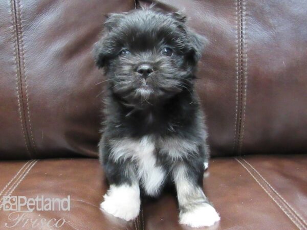 Maltese/Pekingese-DOG-Female-Blk & Wht-26509-Petland Frisco & Mckinney, Texas