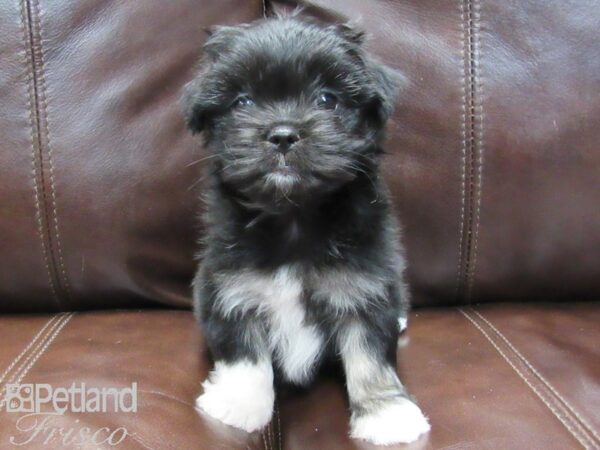 Maltese/Pekingese DOG Female Blk & Wht 26509 Petland Frisco, Texas