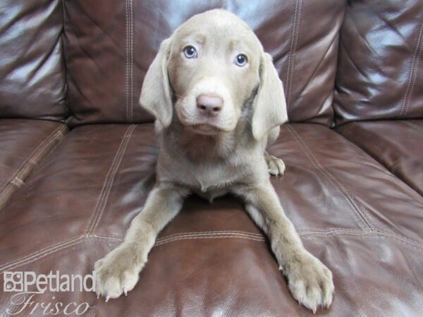 Labrador Retriever-DOG-Female-Silver-26512-Petland Frisco & Mckinney, Texas