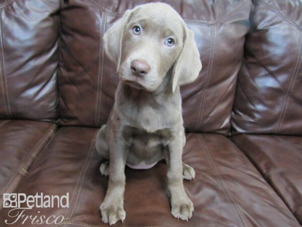 Labrador Retriever-DOG-Female-Silver-26513-Petland Frisco & Mckinney, Texas