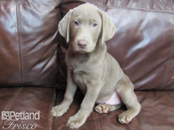 Labrador Retriever-DOG-Male-Silver-26514-Petland Frisco & Mckinney, Texas