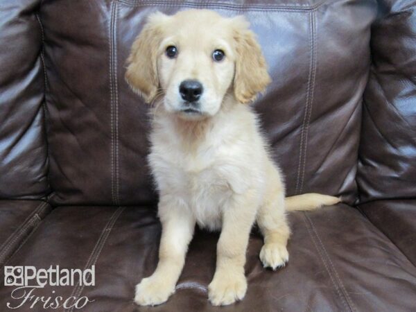 Golden Retriever DOG Female Gold 26515 Petland Frisco, Texas