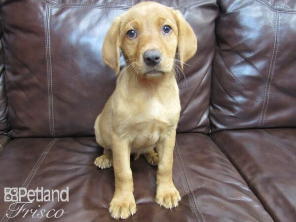 Labrador Retriever-DOG-Female-Fox Red-26516-Petland Frisco & Mckinney, Texas