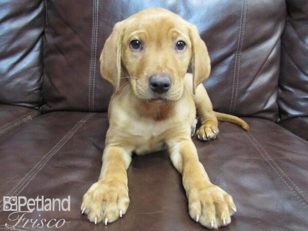 Labrador Retriever-DOG-Male-Fox Red-26517-Petland Frisco & Mckinney, Texas
