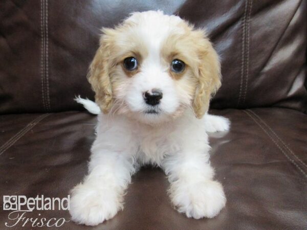 Cavapoo DOG Female Blenheim & White 26518 Petland Frisco, Texas