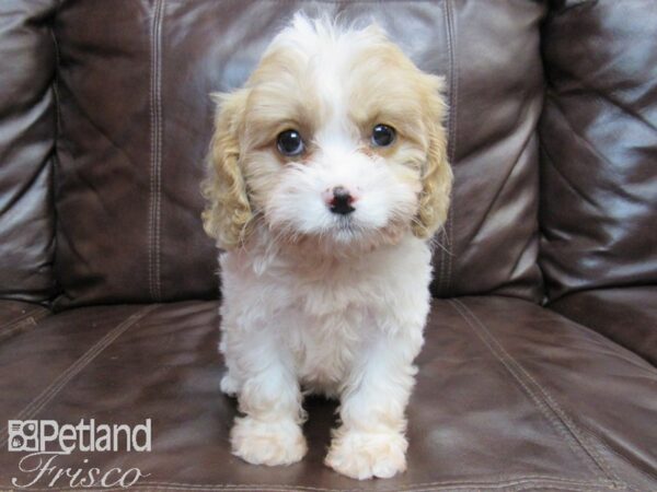 Cavapoo DOG Female Blenheim & White 26519 Petland Frisco, Texas