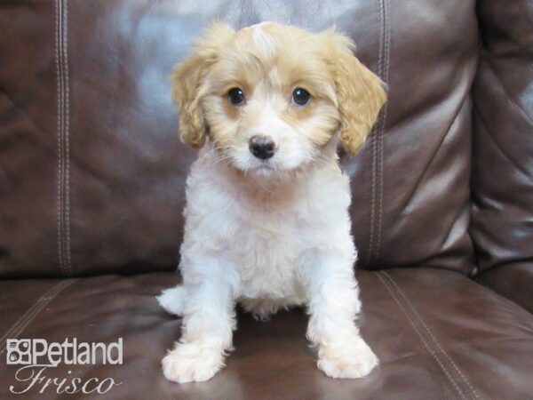 Cavapoo DOG Male Blenheim & White 26520 Petland Frisco, Texas