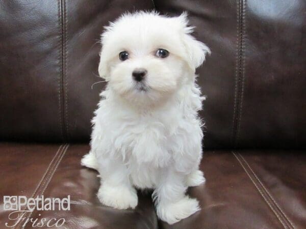 Maltese-DOG-Male-White-26521-Petland Frisco, Texas