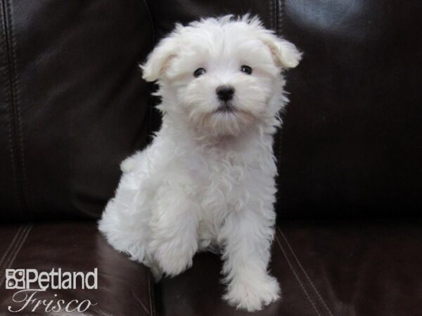 Maltese DOG Male White 26522 Petland Frisco, Texas