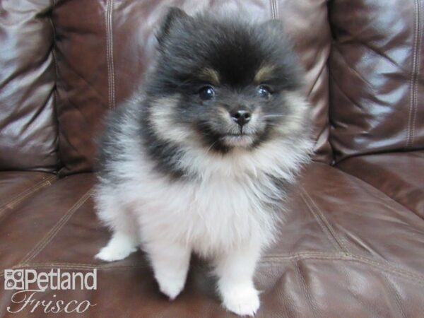 Pomeranian-DOG-Male-Black-26523-Petland Frisco & Mckinney, Texas