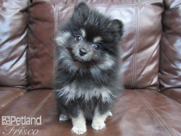 Pomeranian-DOG-Female-Black-26524-Petland Frisco, Texas