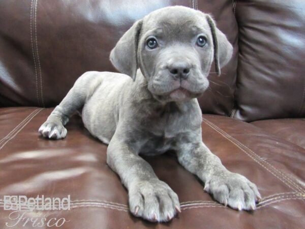 Cane Corso DOG Female Blue 26525 Petland Frisco, Texas