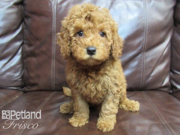 F1B Mini Goldendoodle-DOG-Male-Red-26527-Petland Frisco, Texas