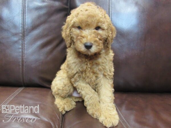 F1B Mini Goldendoodle-DOG-Male-Red-26528-Petland Frisco, Texas