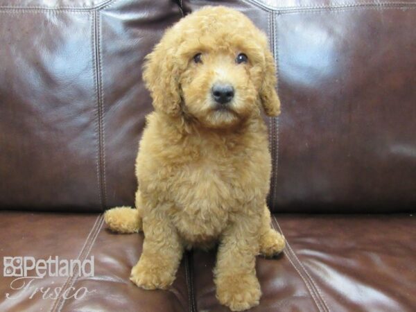 F1B Mini Goldendoodle-DOG-Female-Red-26529-Petland Frisco & Mckinney, Texas