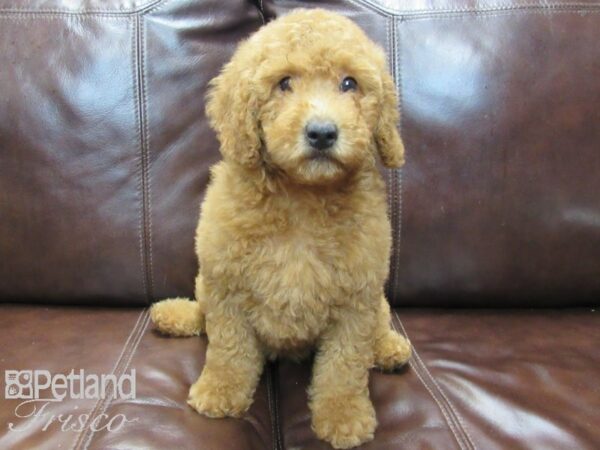 F1B Mini Goldendoodle-DOG-Female-Red-26529-Petland Frisco, Texas