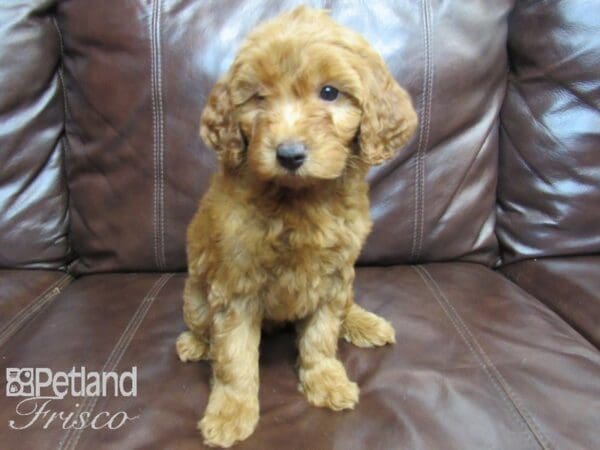 F1B Mini Goldendoodle-DOG-Female-Red-26530-Petland Frisco, Texas