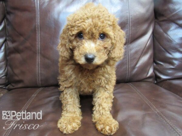 F1B Mini Goldendoodle-DOG-Female-Red-26532-Petland Frisco, Texas