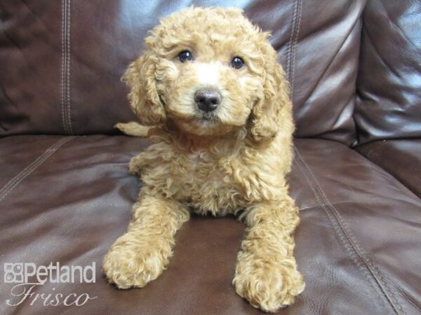 F1B Mini Goldendoodle-DOG-Female-Red-26533-Petland Frisco, Texas