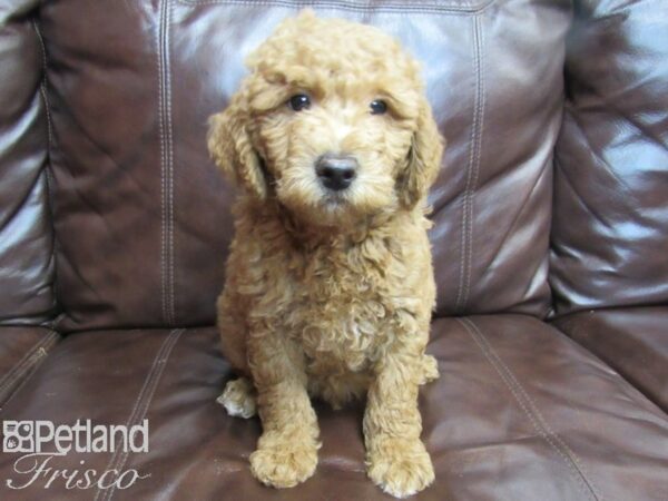 F1B Mini Goldendoodle-DOG-Male-Red-26534-Petland Frisco, Texas