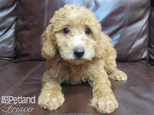 F1B Mini Goldendoodle-DOG-Male-Red-26535-Petland Frisco, Texas