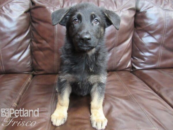 German Shepherd-DOG-Male-Black Tan-26537-Petland Frisco, Texas