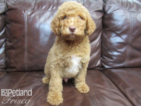 F1B Goldendoodle DOG Male Red 26538 Petland Frisco, Texas