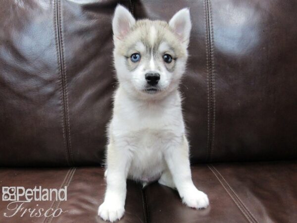 Huskimo DOG Male SILVER WH 26539 Petland Frisco, Texas