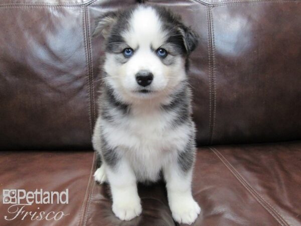 Pomsky DOG Female BLK WHITE 26540 Petland Frisco, Texas