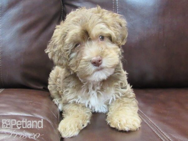 Yorkie Poo-DOG-Female-CHOC TAN-26541-Petland Frisco & Mckinney, Texas