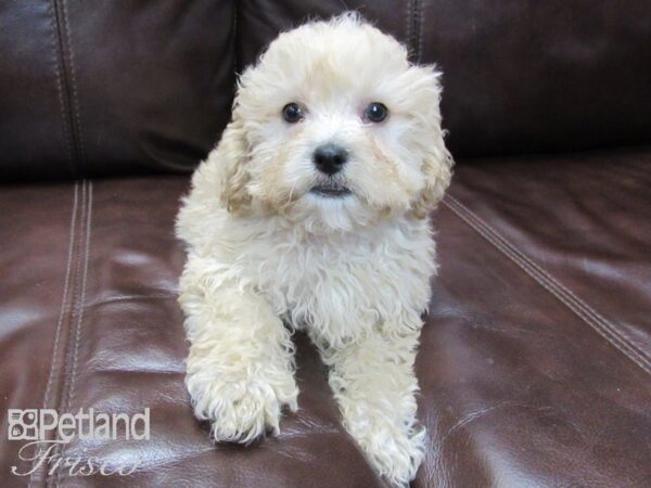 Cock A Poo DOG Female BUFF 26542 Petland Frisco, Texas