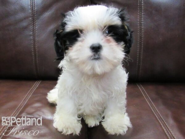 Cava Tzu-DOG-Female-TRI-26543-Petland Frisco & Mckinney, Texas