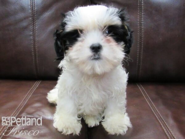 Cava Tzu-DOG-Female-TRI-26543-Petland Frisco, Texas