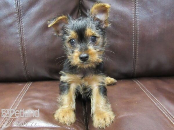 Yorkshire Terrier-DOG-Female-BLK TAN-26544-Petland Frisco, Texas