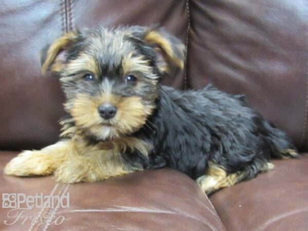 Yorkshire Terrier-DOG-Female-BLK TAN-26545-Petland Frisco & Mckinney, Texas