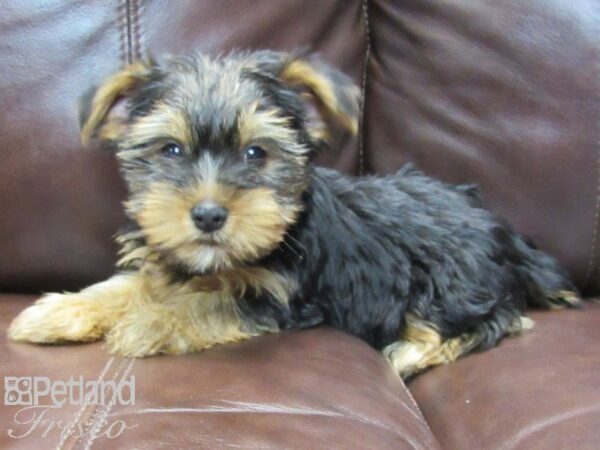 Yorkshire Terrier-DOG-Female-BLK TAN-26545-Petland Frisco, Texas