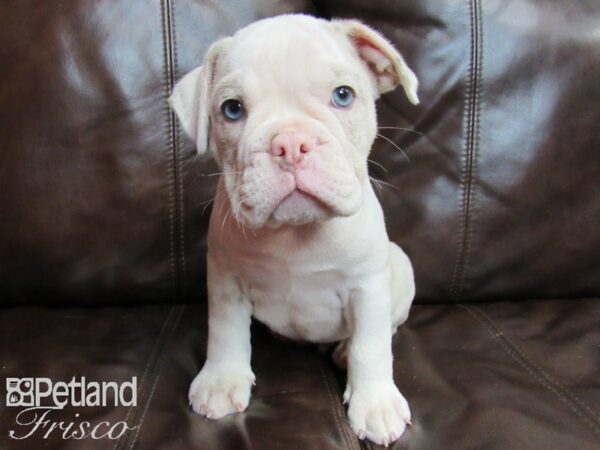 Olde English Bulldogge DOG Male LILAC MERLE 26546 Petland Frisco, Texas