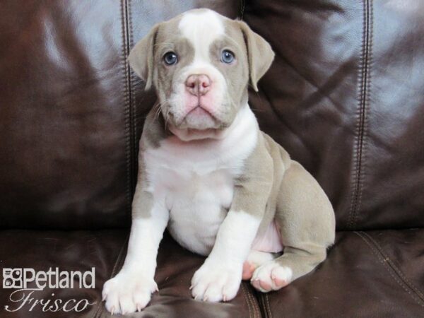 Olde English Bulldogge DOG Female LILAC WHITE 26547 Petland Frisco, Texas