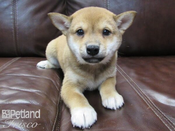 Shiba Inu DOG Female RED 26550 Petland Frisco, Texas